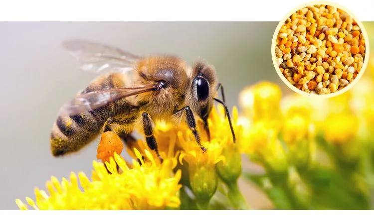 Beehall Organic Food Manufacturer ISO GMP Bulk Bee Pollen Pellets