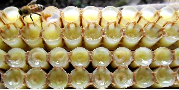 Beehall Organic Food Manufacturer Organic Food Bulk Fresh Royal Jelly