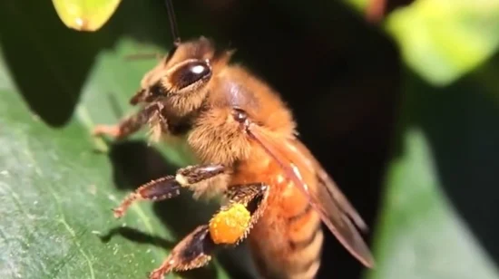 Beehall Fábrica de Alimentos Orgânicos Pólen de Abelha de Chá Cru Orgânico de Boa Qualidade